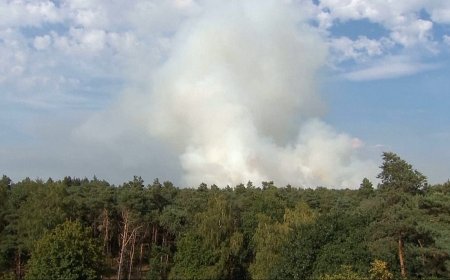 Hollanda'da doğal koruma alanında çıkan orman yangını yayıldı