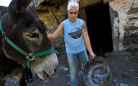 İspanya'nın kırsalında veteriner hekim açığı büyüyor