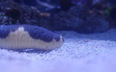 Deniz hıyarının kopan dokuları, yaşamını sürdürüyor: 'Addams Ailesi'ndeki el gibi'