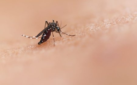 Meşhur soruya yeni bir yanıt: Sivrisinekler neden bazı insanları daha çok sokuyor?