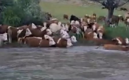 Sürü halinde suya girdiler, Kelkit Çayı’nı yüzerek geçtiler