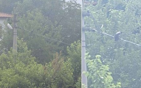 Çevredekiler kulaklarına inanamadı: "Allah" diye bağıran karga duyanları hayrete düşürdü