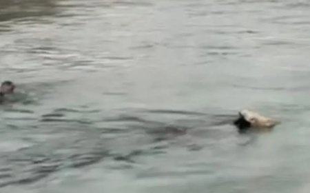 İneği kurtarmak için su kanalına atladı