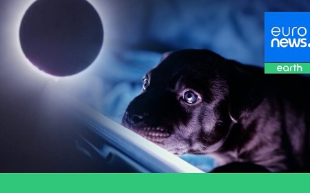 Gergin köpekler, susan kuşlar: Tam Güneş tutulmasında hayvanlar nasıl davrandı