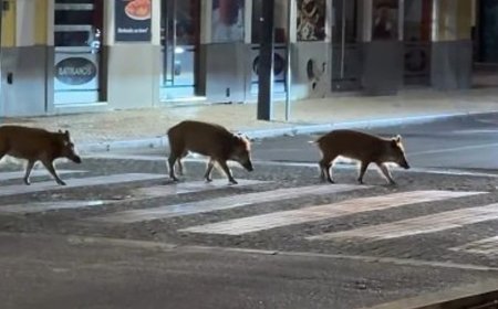 Setúbal sokaklarında yaban domuzları: gece yaya geçidinde görüntülendi