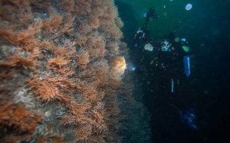 Tavşan Adası’ndaki 11 yıllık deniz koruma modeli COP31 ile dünyaya duyurulacak
