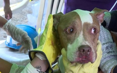 Kolombiya depreminde 72 saat dolarken köpek sağ kurtarıldı
