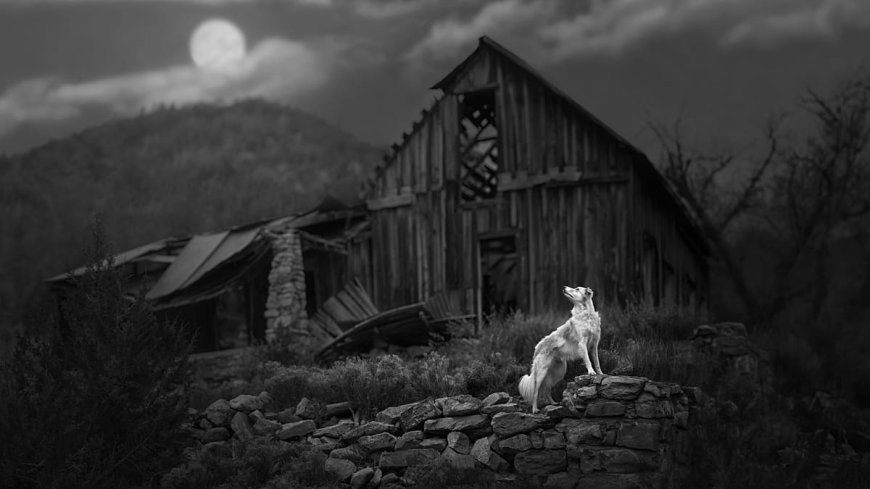 Uçan köpekler, somurtkan inekler: Evcil Hayvan Fotoğraf Ödülleri sonuçlandı