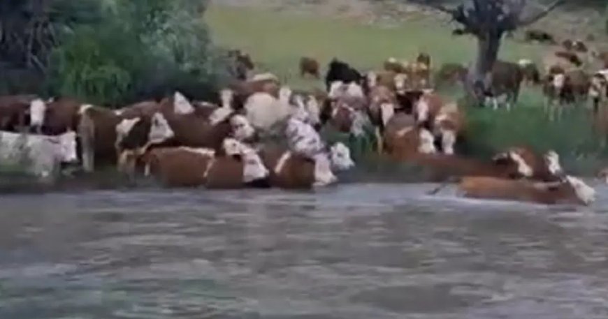 Sürü halinde suya girdiler, Kelkit Çayı’nı yüzerek geçtiler