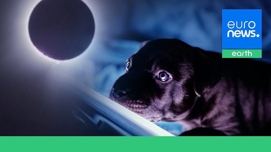 Gergin köpekler, susan kuşlar: Tam Güneş tutulmasında hayvanlar nasıl davrandı