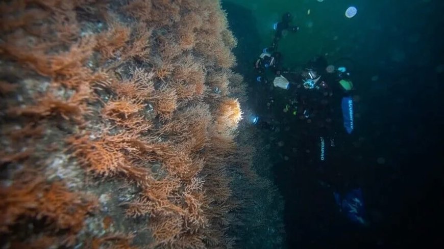 Tavşan Adası’ndaki 11 yıllık deniz koruma modeli COP31 ile dünyaya duyurulacak