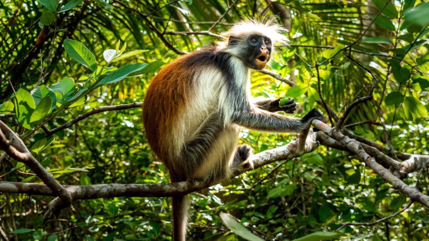 Занзибар – райският остров на Танзания: плажове, подправки и незабравими преживявания